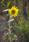 NATURE ET AMBIANCES